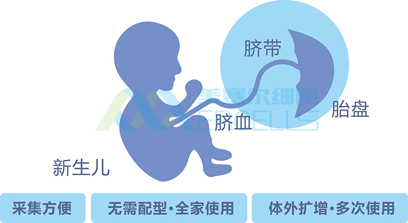 干細(xì)胞的來(lái)源.jpg